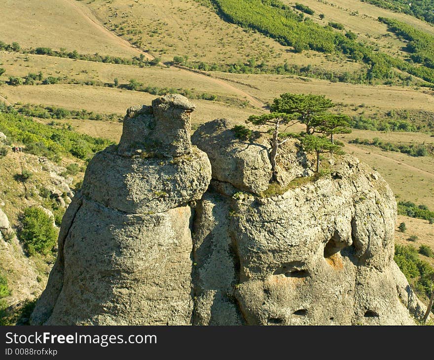 Trees on rock