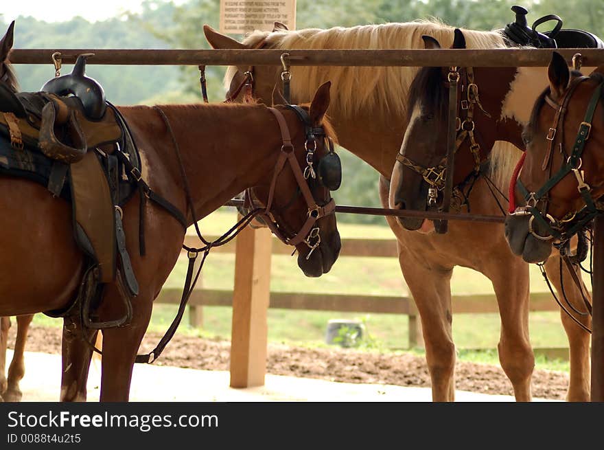 Beautiful brown horses on ranch