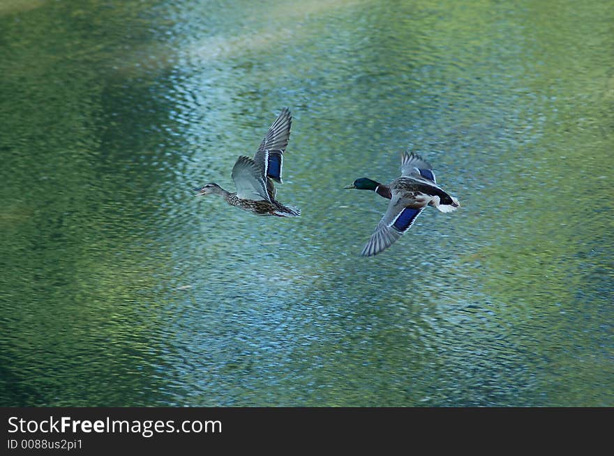 Mallards on the Wing