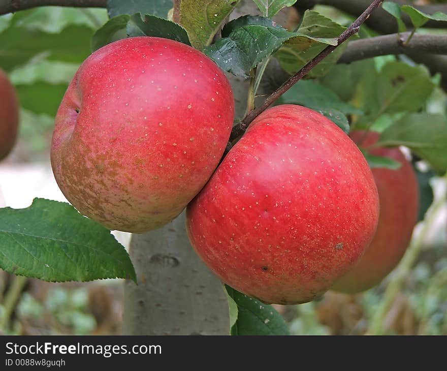 Fresh natural red apples on apple tree