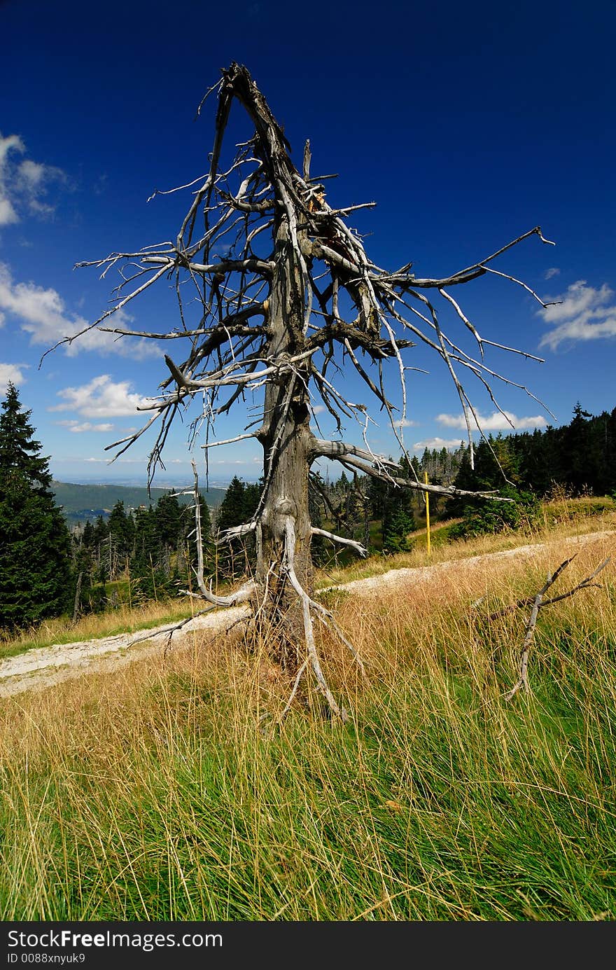 Old tree in Sudety mountains