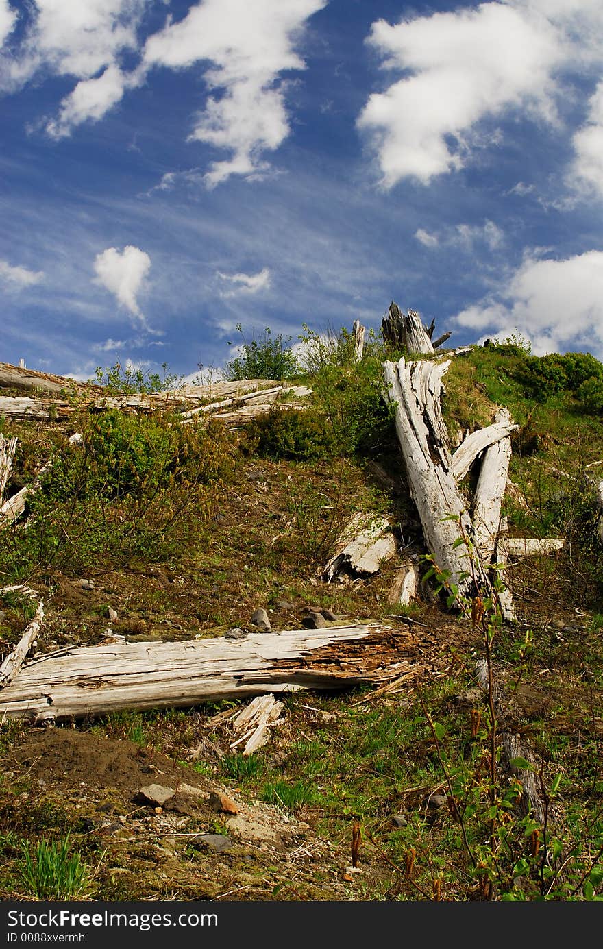 These trees have been destroyed by St'Helens Volcano. These trees have been destroyed by St'Helens Volcano