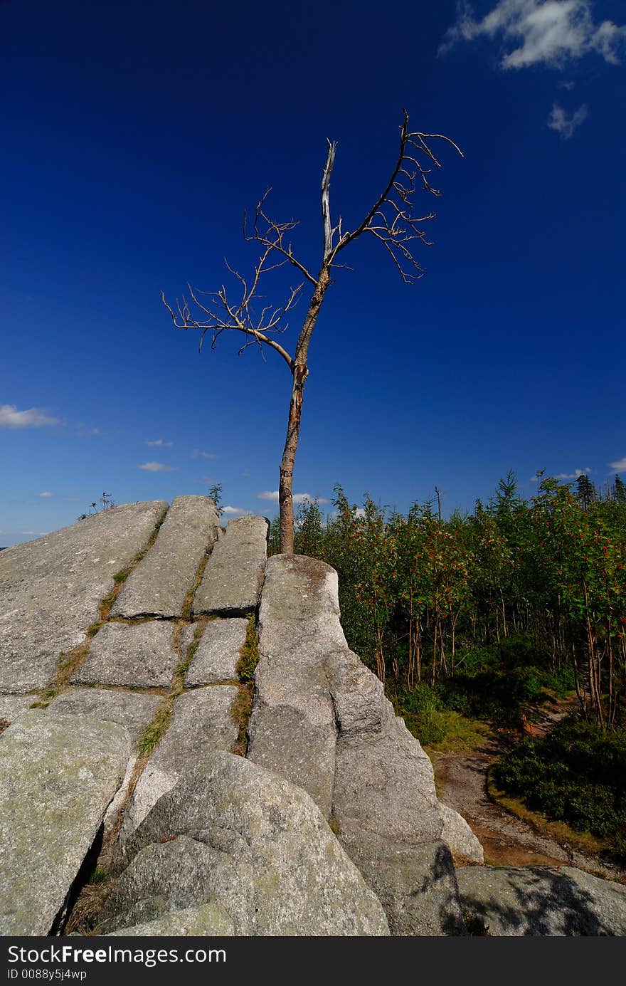 Old tree in Sudety mountains. Old tree in Sudety mountains