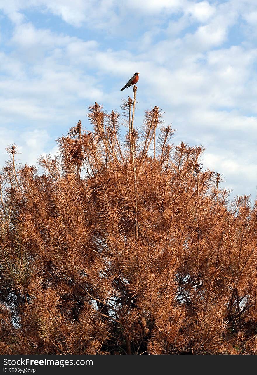 Bird on Pine Tree