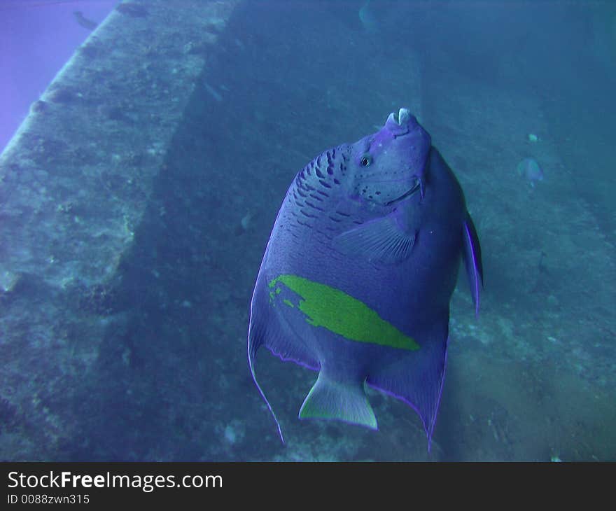 This one was pretty big - about one and a half meters long.It's a wreck on the background. This one was pretty big - about one and a half meters long.It's a wreck on the background.