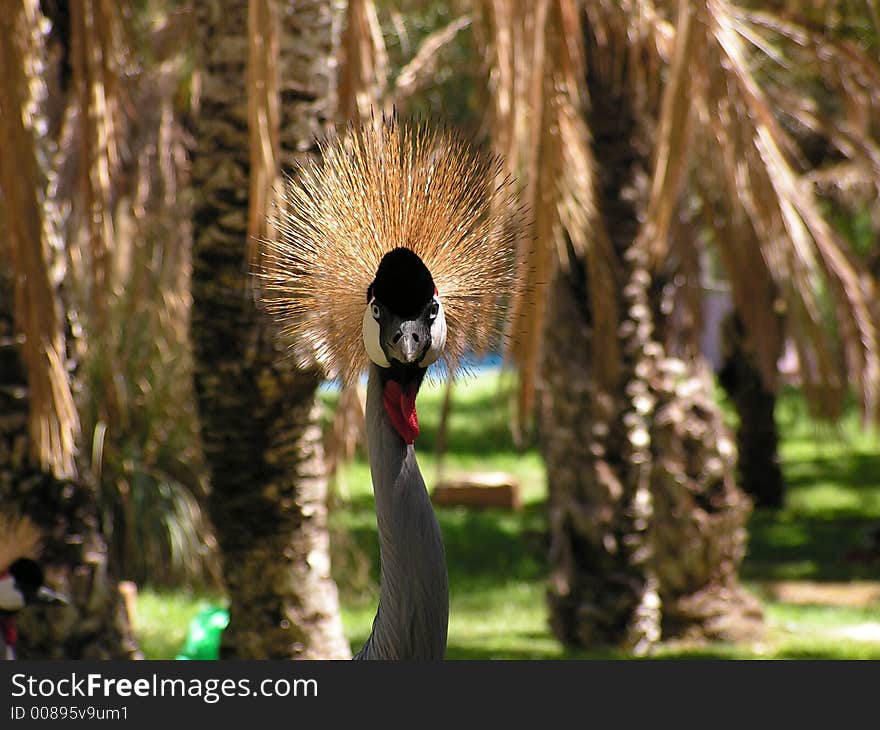 Crowned crane