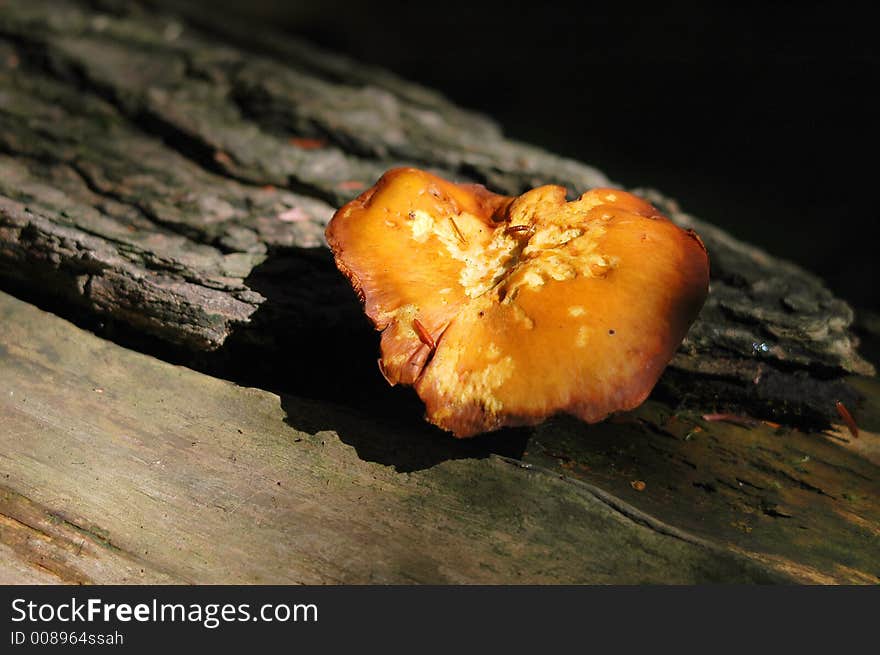 Mushroom on tree trunk