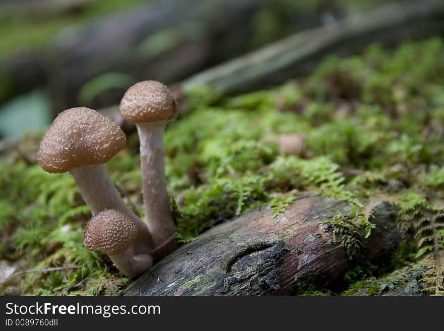 Mushroom Macro