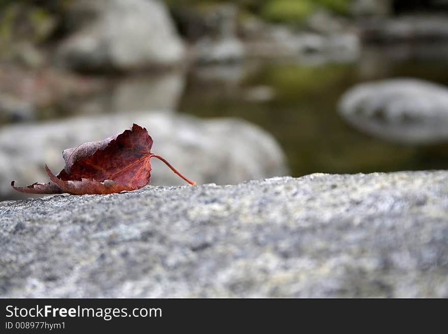 Fist Sign Of Autumn