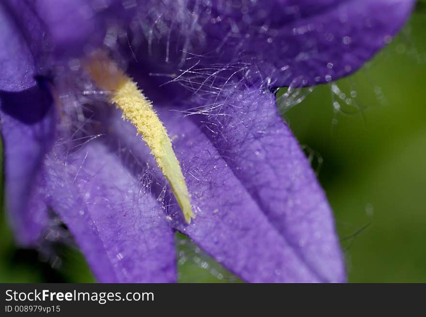 Purple and yellow hairy Close up. Purple and yellow hairy Close up