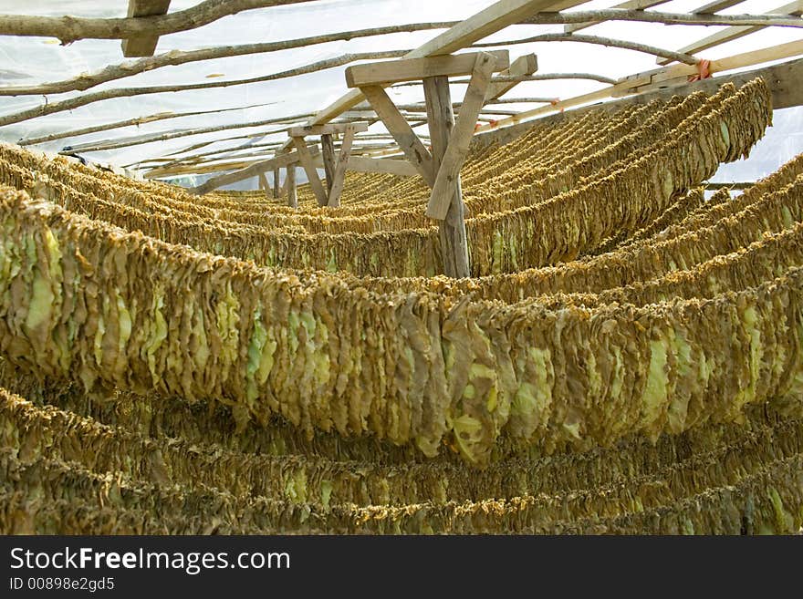 Tobacco Leafs Drying