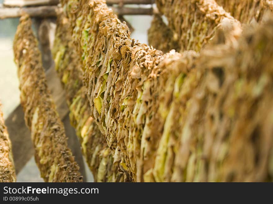 Tobacco Leafs Drying 002