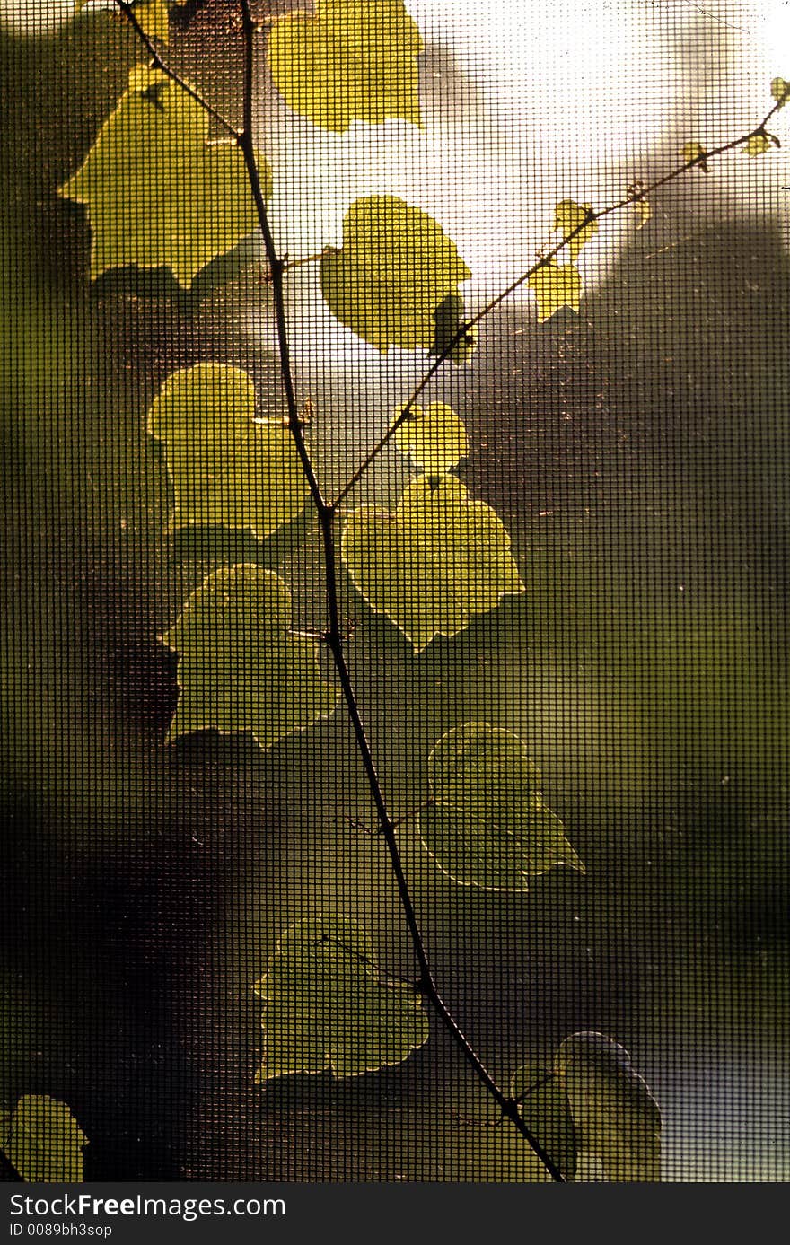 Ivy shot through a window screen in late afternoon. Ivy shot through a window screen in late afternoon.