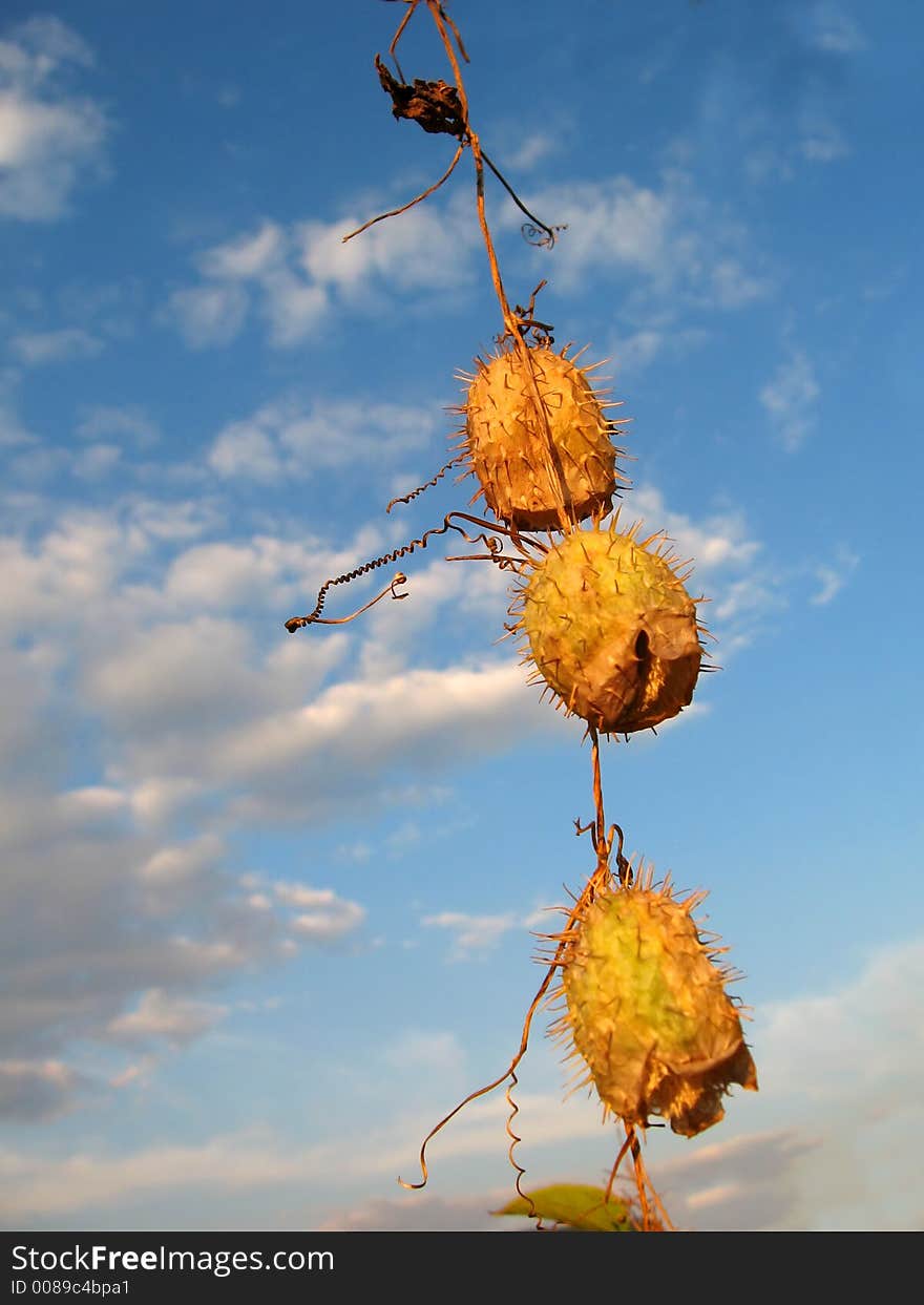 Hanging yellow seeds against the sky