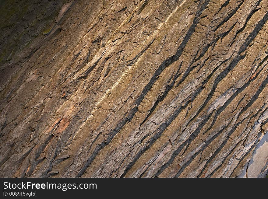 Background bark under the evening sun. diagonal