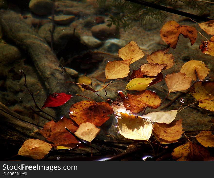 Autumn leaves in the water. Autumn leaves in the water