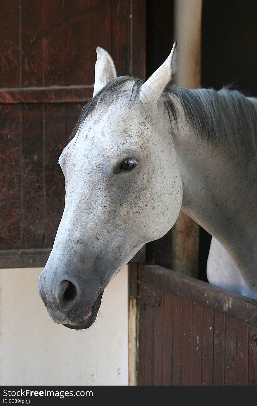 Head of a white horse