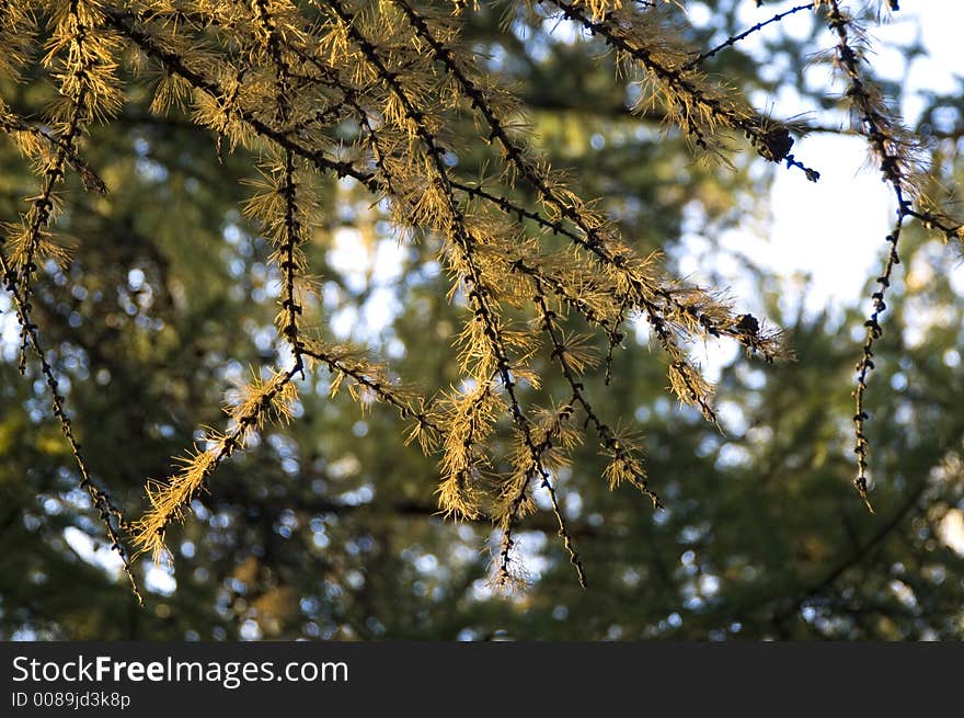 Branches Of Conifer