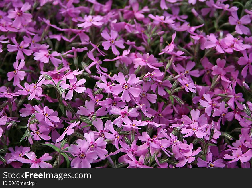 Flower Background