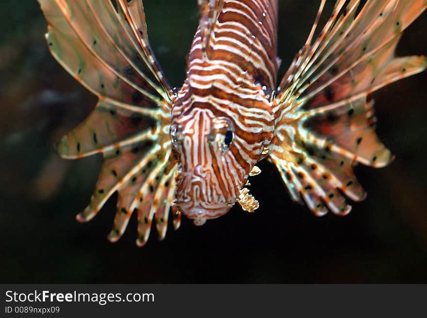 Marine fish called lionfish displaying colorful fins with strips of red and white. Marine fish called lionfish displaying colorful fins with strips of red and white