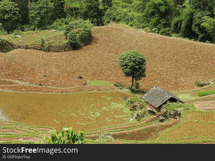 Chinese Fubao terrace (1)