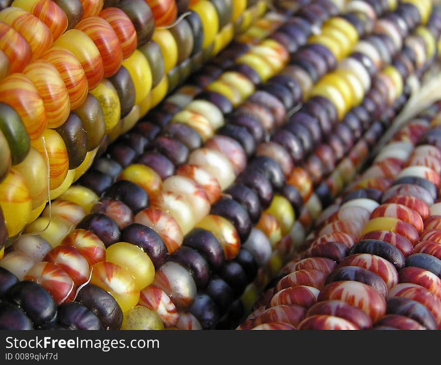 Ears of Indian Corn Shot with Early Morning Sunlight. Ears of Indian Corn Shot with Early Morning Sunlight