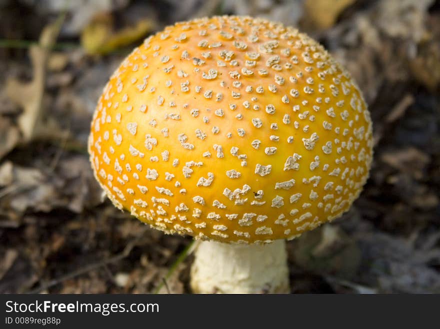 Macro shot of a wild mushroom after just sprouting. Macro shot of a wild mushroom after just sprouting