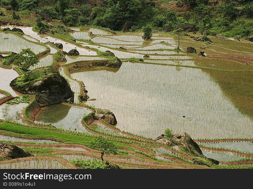 Chinese Fubao terrace (5)