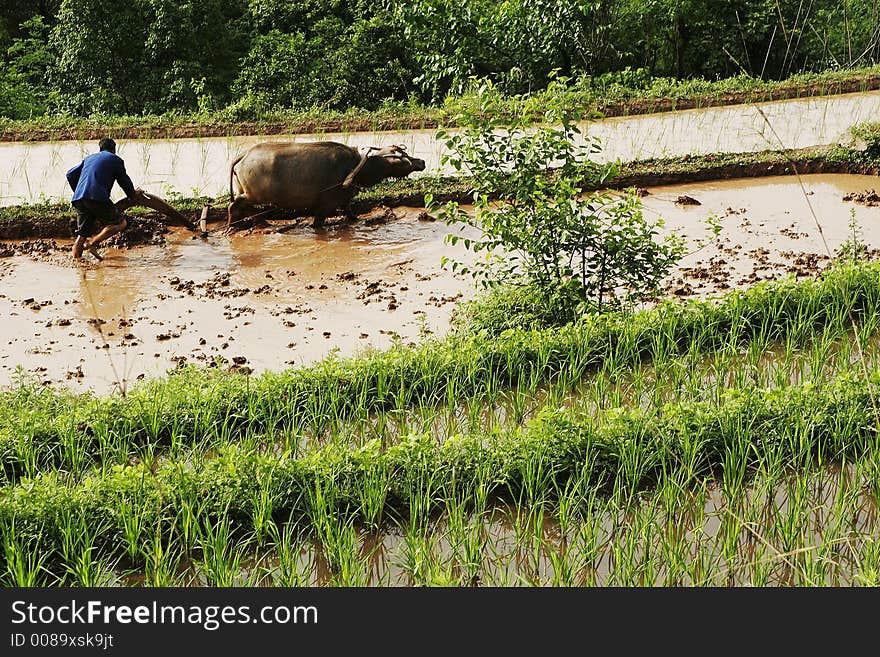 Farmer plough