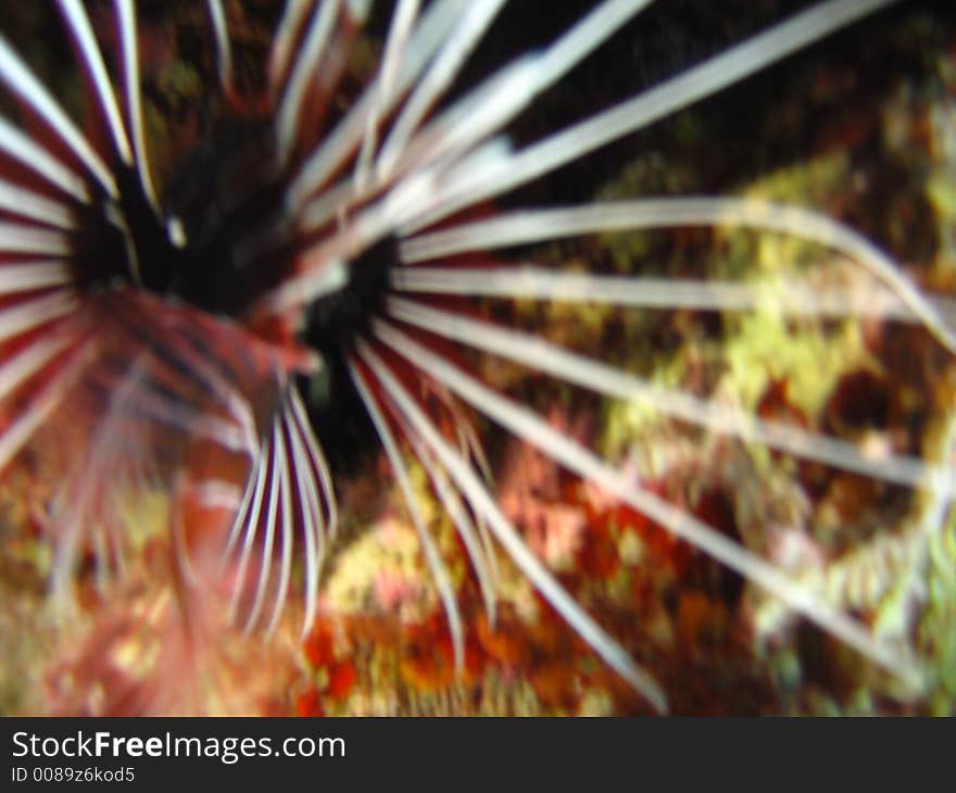 Actualy it was another sunfish trying to hide in the reef. Actualy it was another sunfish trying to hide in the reef