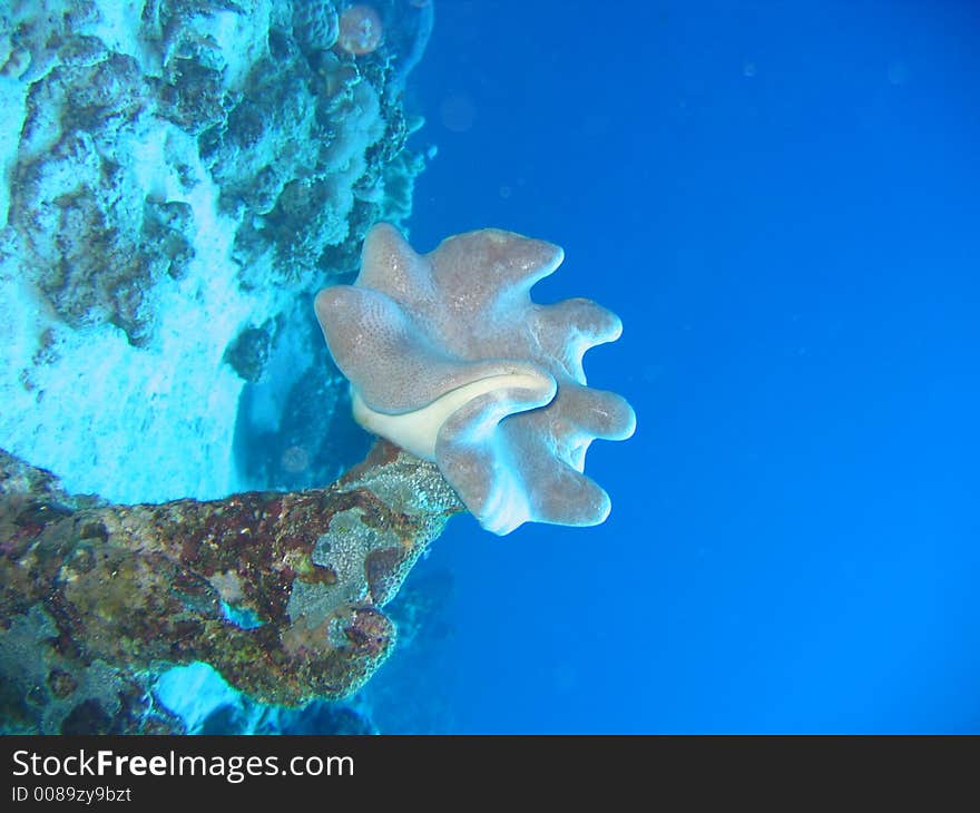 Underwater mushroom