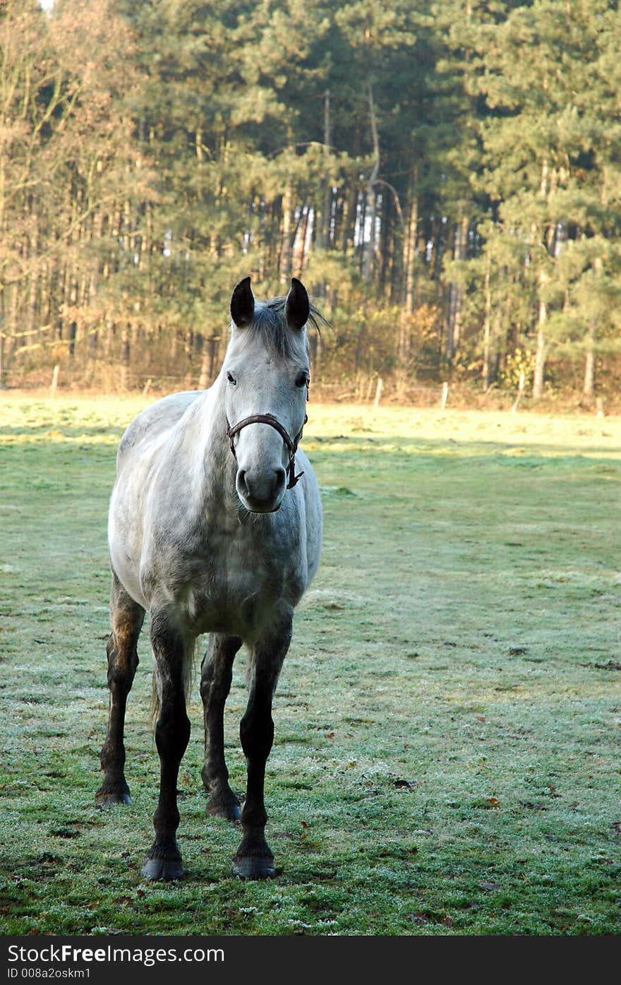 White Horse