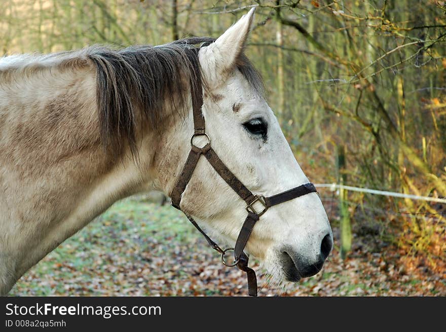 White Horse