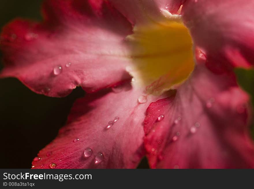 Red Kalachuchi, a fragrant flower common in the Philippines