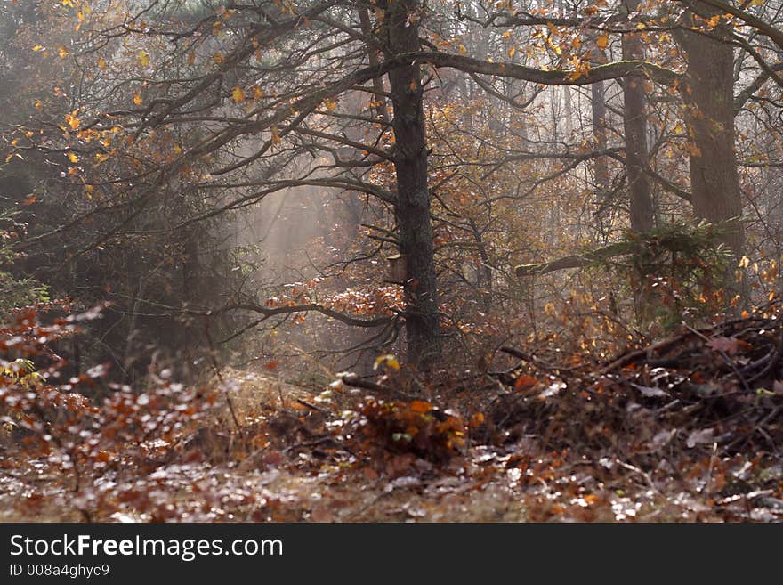 Coniferous forest in fall colors. Coniferous forest in fall colors.