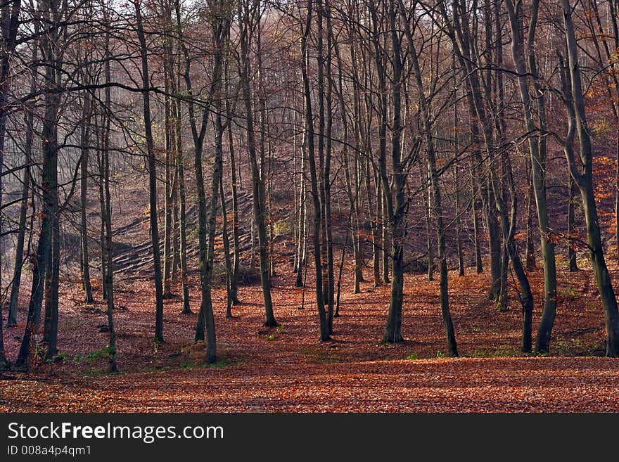 Leafy forest in fall colors. Leafy forest in fall colors.