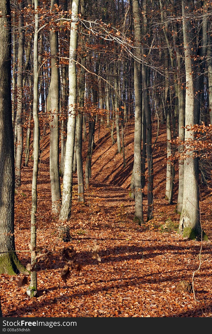 Leafy forest in fall colors. Leafy forest in fall colors.