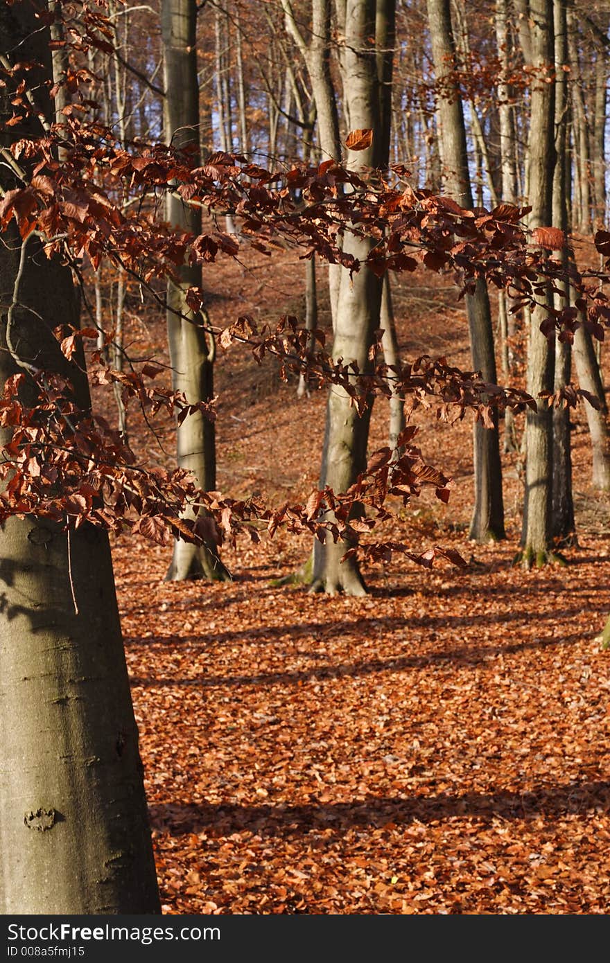 Leafy forest in fall colors. Leafy forest in fall colors.