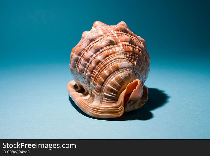 Sea shell on blue background.