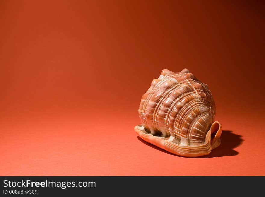 Sea shell on orange background - right side. Sea shell on orange background - right side.