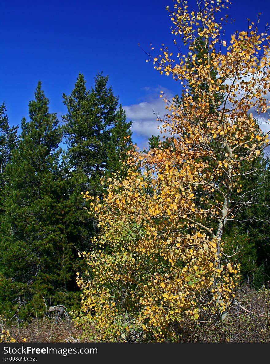 Yellow Aspen