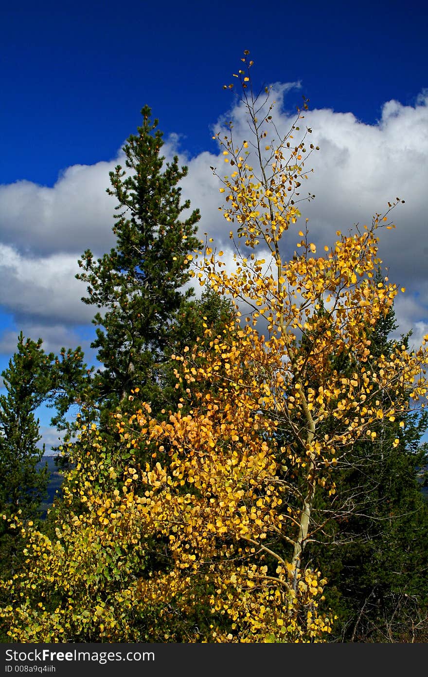 Yellow Aspen