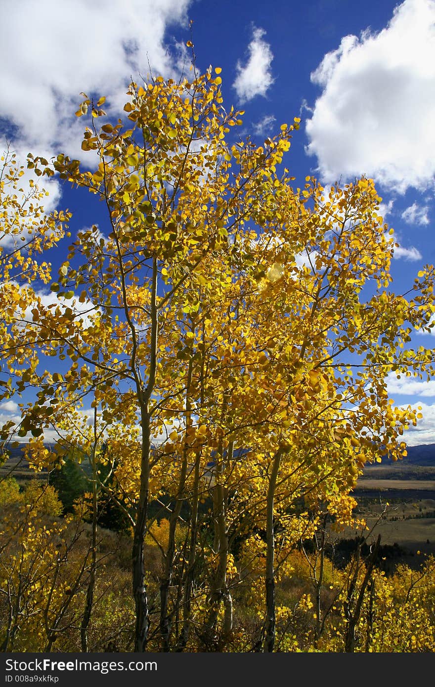 Yellow Aspen