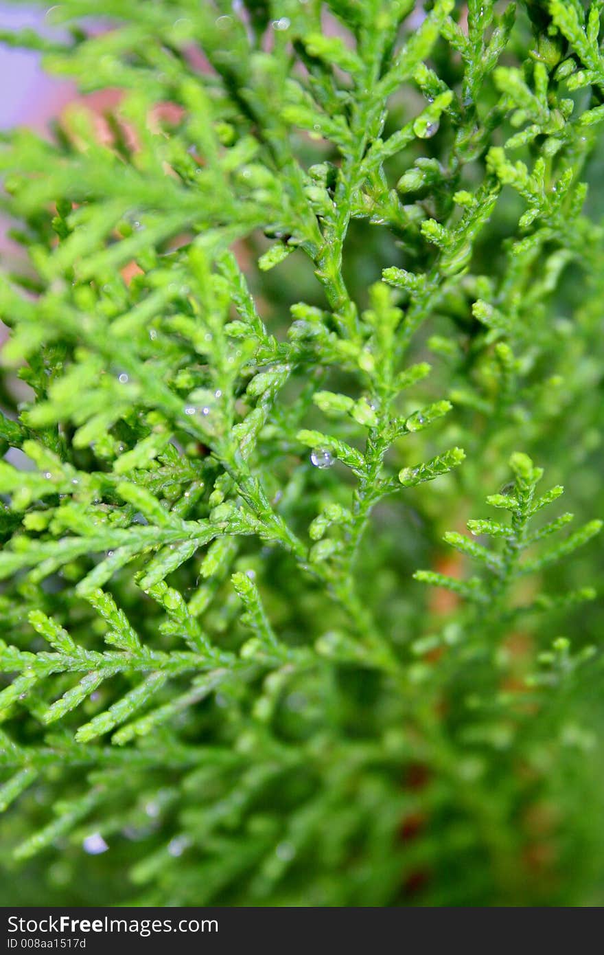 Water drops on plant. in out light. Water drops on plant. in out light