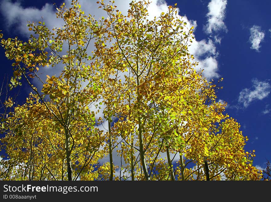 Yellow Aspen