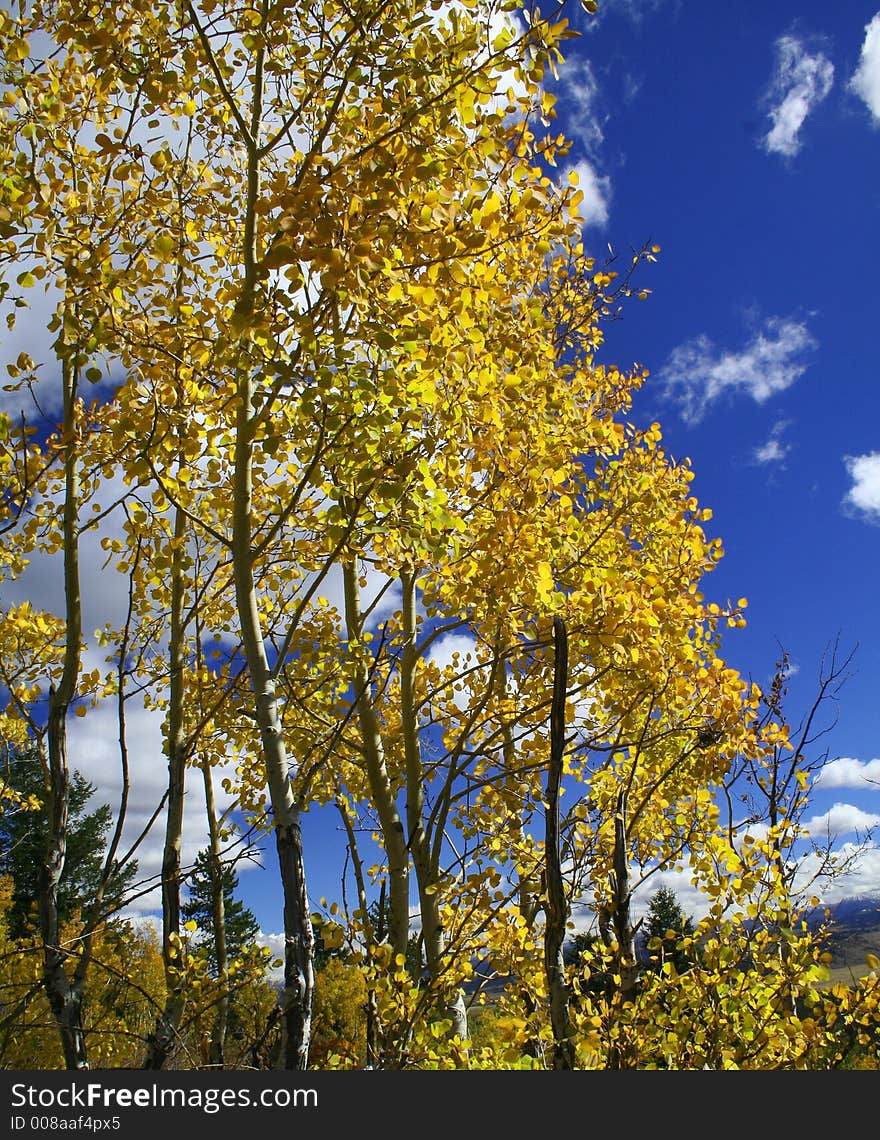 Yellow Aspen Trees