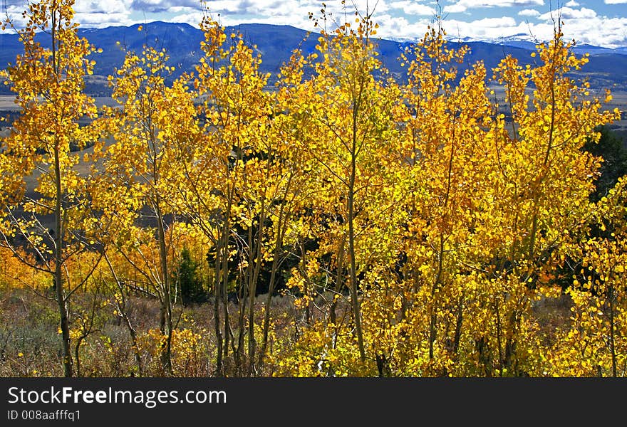 Yellow Aspen Trees