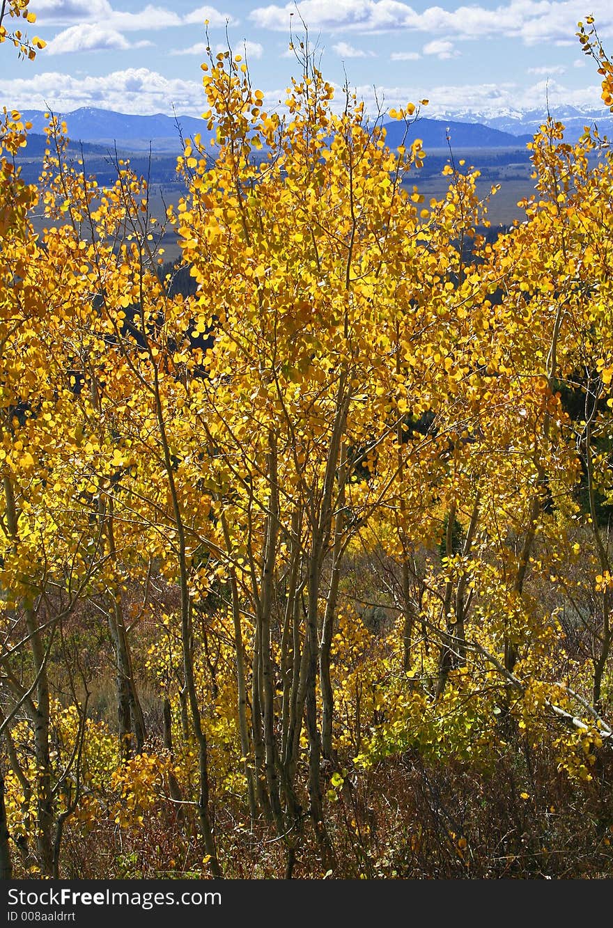 Yellow Aspen Trees