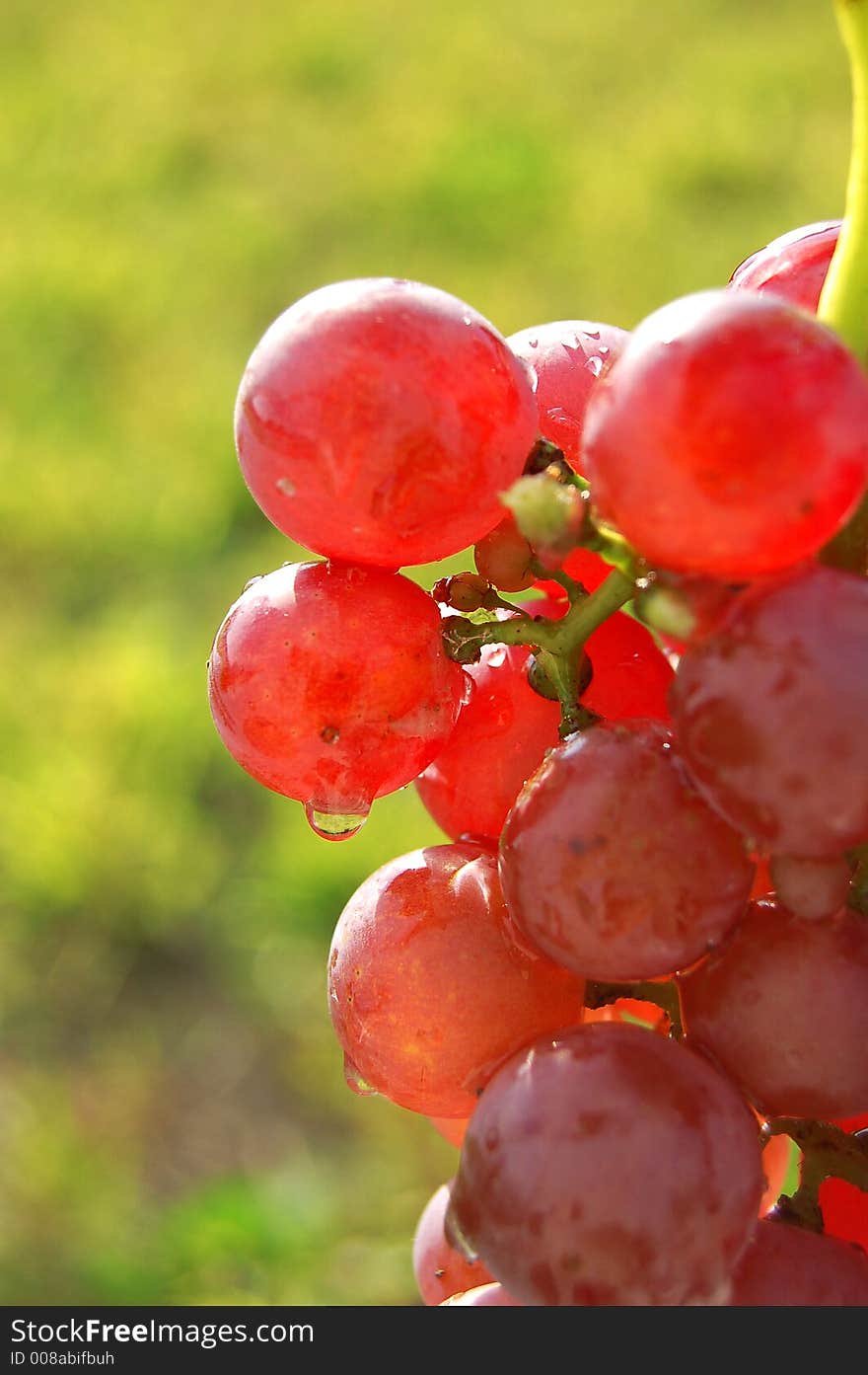 Red grapes