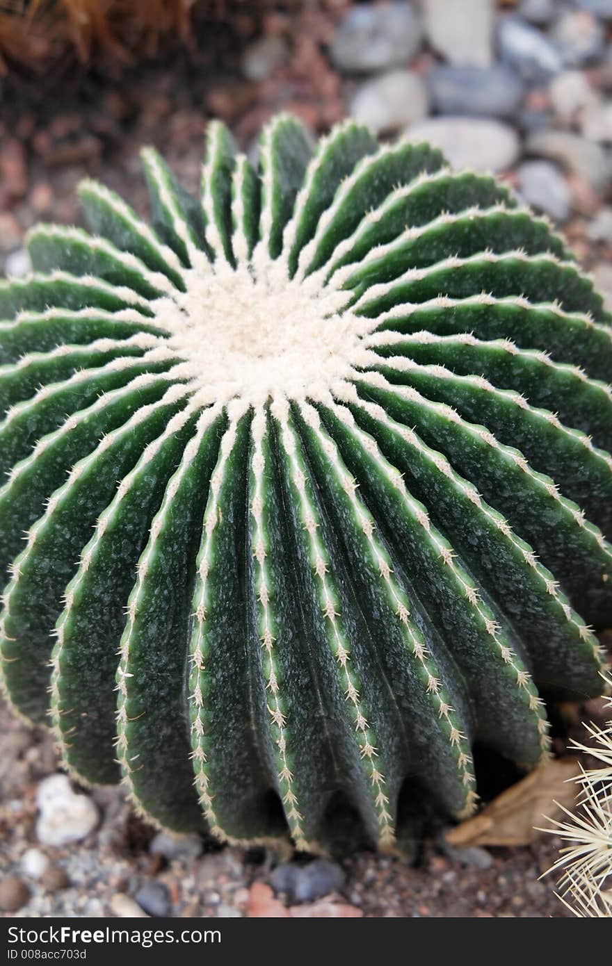 Sharp needled cactus